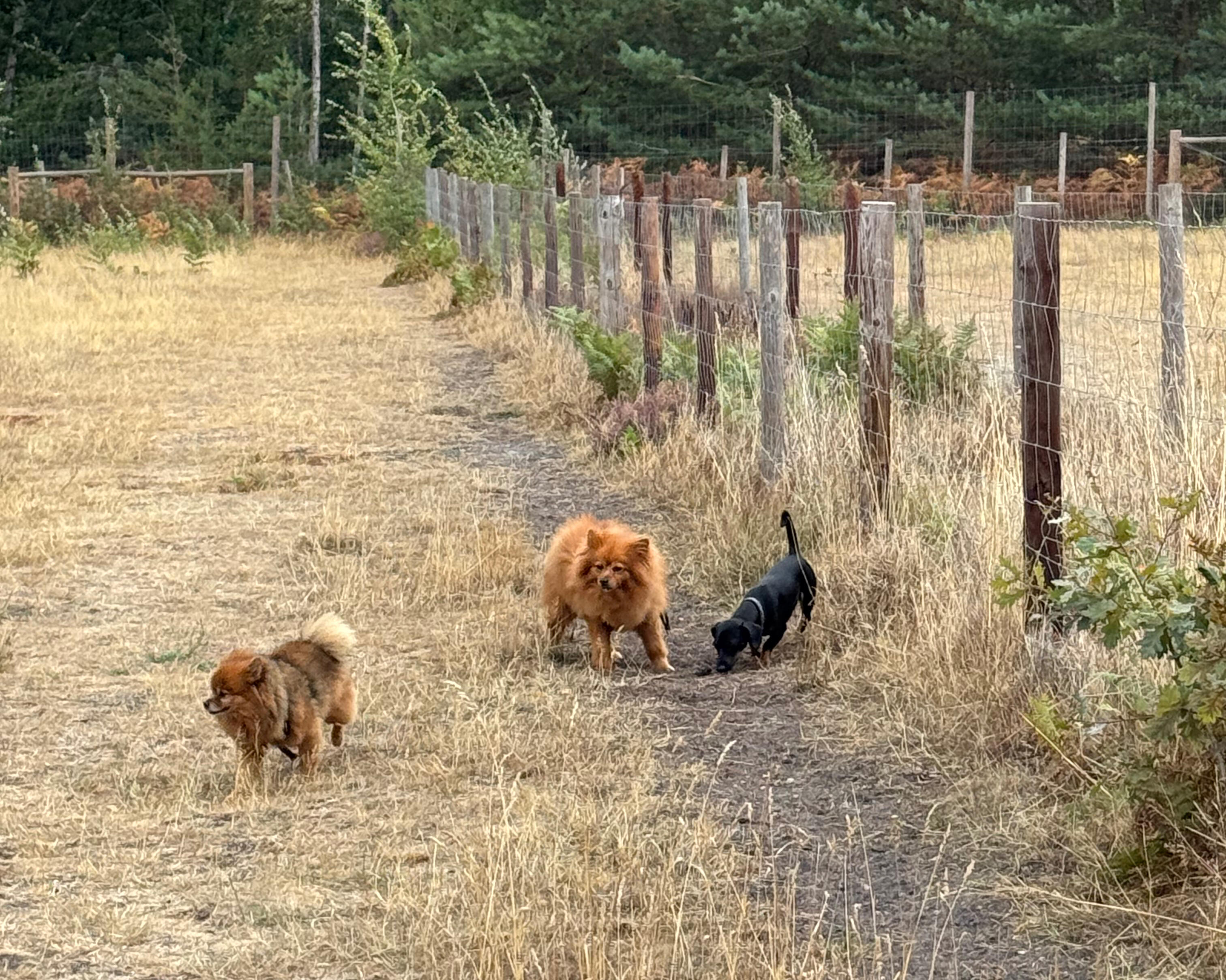GeoPaws secure-field dog walker with dogs in Frimley