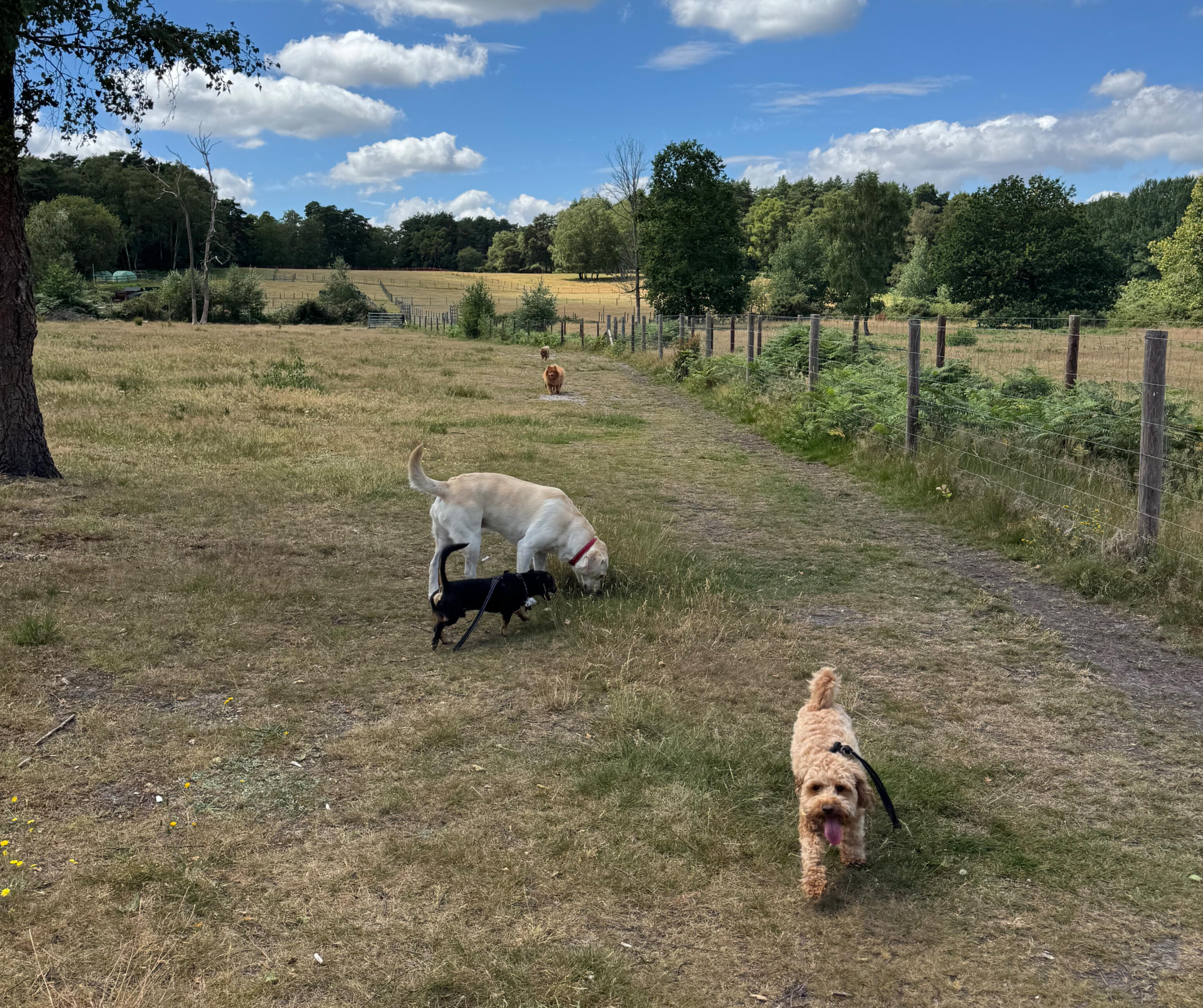 Carefully managed group dog walk in a secure field near Camberley